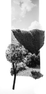 Dana Cojbuc (Artiste photographe), « La fabrique intérieure du paysage »